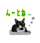 猫と仲間は仲良し（個別スタンプ：5）