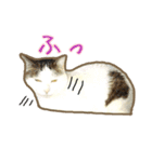 猫と仲間は仲良し（個別スタンプ：8）