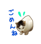 猫と仲間は仲良し（個別スタンプ：10）