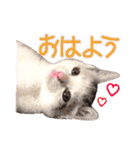 ワンニャンオールスターズ日常編（個別スタンプ：1）