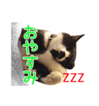 ワンニャンオールスターズ日常編（個別スタンプ：5）