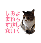 ワンニャンオールスターズ日常編（個別スタンプ：6）