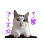 ワンニャンオールスターズ日常編（個別スタンプ：10）