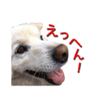ワンニャンオールスターズ日常編（個別スタンプ：14）
