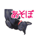 ワンニャンオールスターズ日常編（個別スタンプ：16）