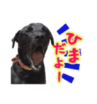 ワンニャンオールスターズ日常編（個別スタンプ：17）