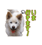 ワンニャンオールスターズ日常編（個別スタンプ：18）