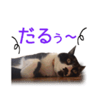 ワンニャンオールスターズ日常編（個別スタンプ：20）