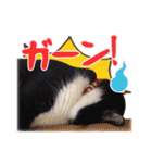 ワンニャンオールスターズ日常編（個別スタンプ：21）
