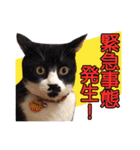 ワンニャンオールスターズ日常編（個別スタンプ：22）