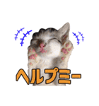 ワンニャンオールスターズ日常編（個別スタンプ：23）