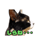 ワンニャンオールスターズ日常編（個別スタンプ：24）