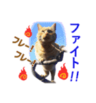 ワンニャンオールスターズ日常編（個別スタンプ：25）