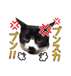 ワンニャンオールスターズ日常編（個別スタンプ：27）