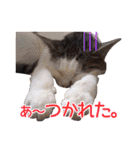 ワンニャンオールスターズ日常編（個別スタンプ：29）