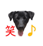 ワンニャンオールスターズ日常編（個別スタンプ：30）