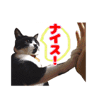 ワンニャンオールスターズ日常編（個別スタンプ：32）
