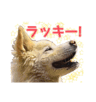 ワンニャンオールスターズ日常編（個別スタンプ：33）