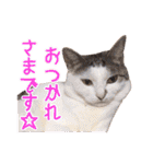 ワンニャンオールスターズ日常編（個別スタンプ：34）