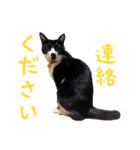 ワンニャンオールスターズ日常編（個別スタンプ：35）