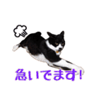 ワンニャンオールスターズ日常編（個別スタンプ：36）