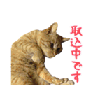 ワンニャンオールスターズ日常編（個別スタンプ：37）