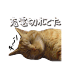 ワンニャンオールスターズ日常編（個別スタンプ：38）