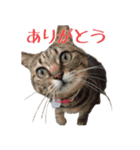 我が家の猫たち。（個別スタンプ：1）