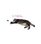 我が家の猫たち。（個別スタンプ：2）