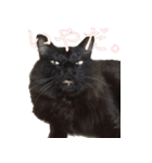 我が家の猫たち。（個別スタンプ：4）