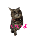 我が家の猫たち。（個別スタンプ：5）