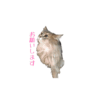 我が家の猫たち。（個別スタンプ：6）