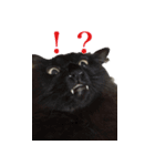 我が家の猫たち。（個別スタンプ：7）