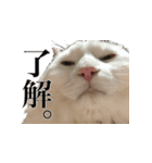 我が家の猫たち。（個別スタンプ：8）