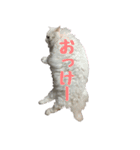 我が家の猫たち。（個別スタンプ：9）