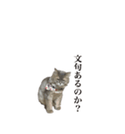 我が家の猫たち。（個別スタンプ：10）