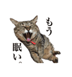 我が家の猫たち。（個別スタンプ：11）