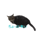 我が家の猫たち。（個別スタンプ：12）
