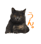 我が家の猫たち。（個別スタンプ：13）
