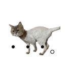 我が家の猫たち。（個別スタンプ：14）