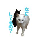 我が家の猫たち。（個別スタンプ：15）