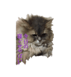 我が家の猫たち。（個別スタンプ：16）