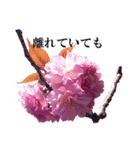 八重桜、YELL（個別スタンプ：2）