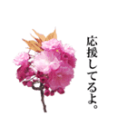 八重桜、YELL（個別スタンプ：3）