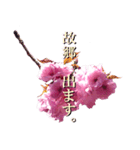 八重桜、YELL（個別スタンプ：4）