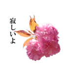 八重桜、YELL（個別スタンプ：5）