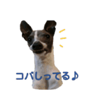 イタグレ コバルト君の楽しい毎日（個別スタンプ：3）