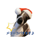 イタグレ コバルト君の楽しい毎日（個別スタンプ：26）