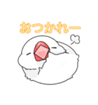 文鳥と猫スタンプ（個別スタンプ：15）