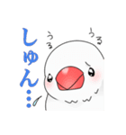 文鳥と猫スタンプ（個別スタンプ：37）